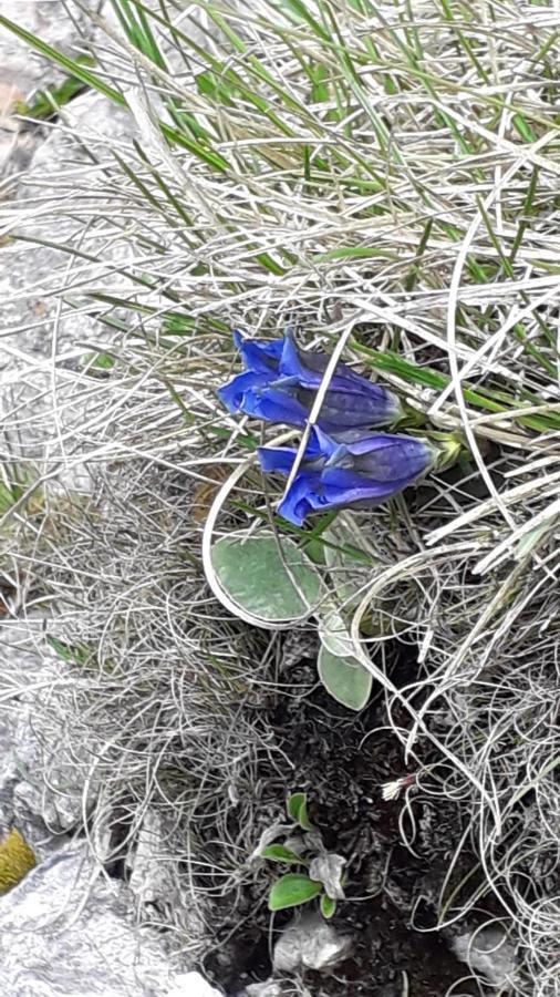 Apartma Julija Luče Dış mekan fotoğraf